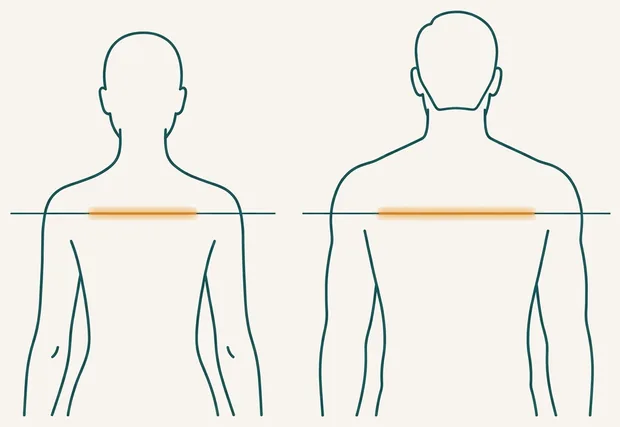 Deux morphologies d'épaules comparées de dos